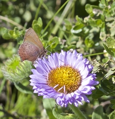 Callophrys augustinus iroides