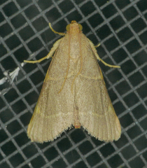 Hypsopygia nostralis
