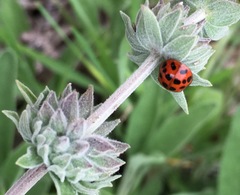 Harmonia axyridis