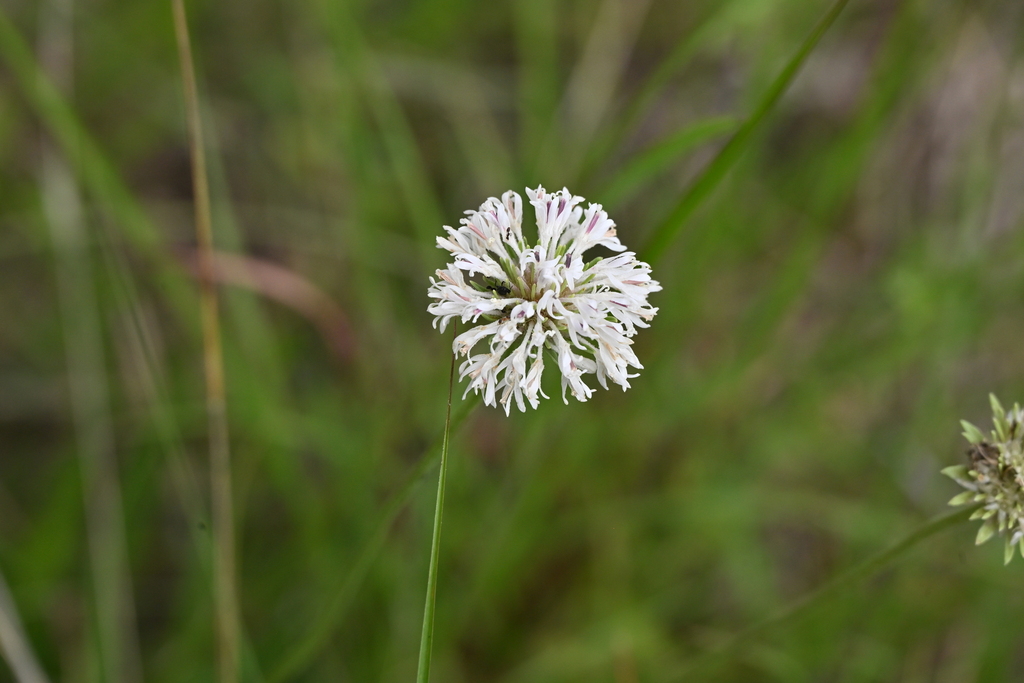 Marshallia caespitosa; photograph author not stated, no rights reserved