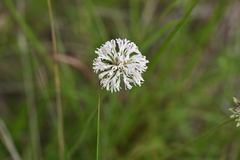 author not stated, no rights reserved Marshallia caespitosa, photograph author not stated, no rights reserved