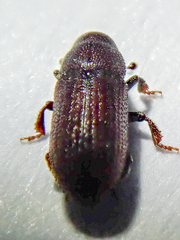 Hylurgops palliatus