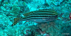 Plectorhinchus lessonii