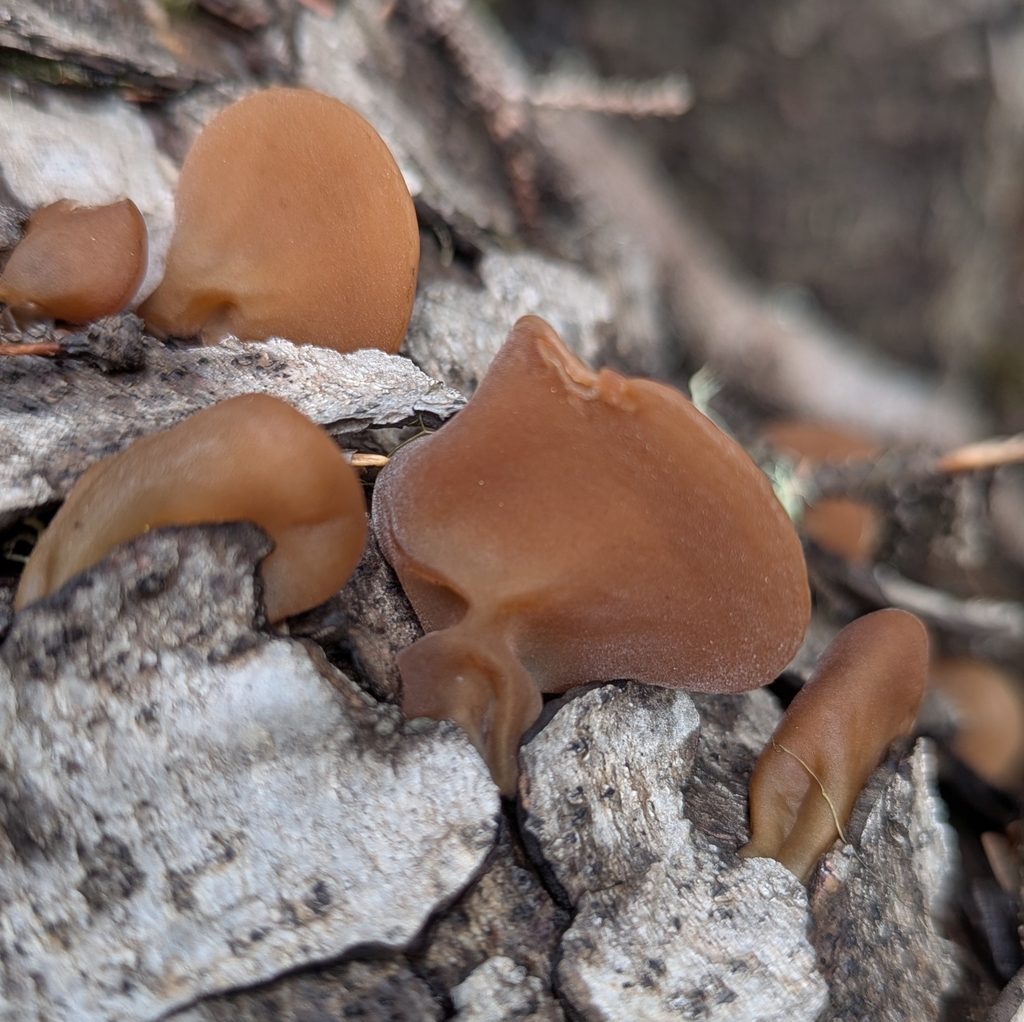 Jelly Tree Ear · May 2026 · photo: Photo: no rights reserved · iNaturalist