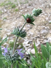 Harmonia axyridis