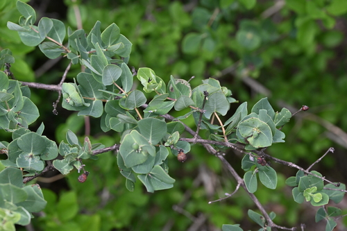 Lonicera albiflora, photograph 5