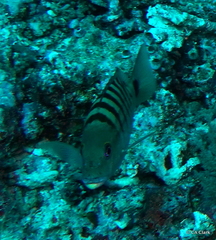 Lutjanus semicinctus