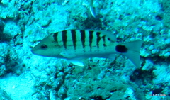 Lutjanus semicinctus