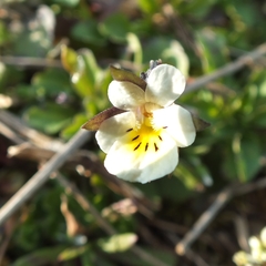 Viola arvensis
