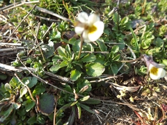 Viola arvensis