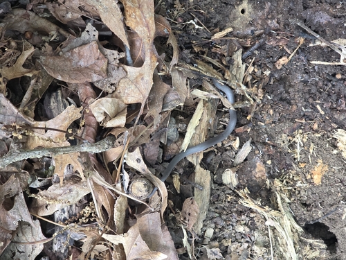 Common Wormsnake