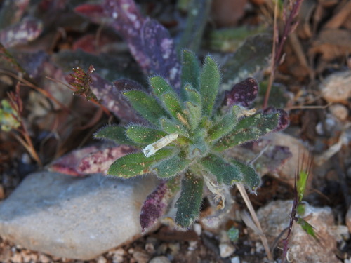 Ajuga iva, photograph 6