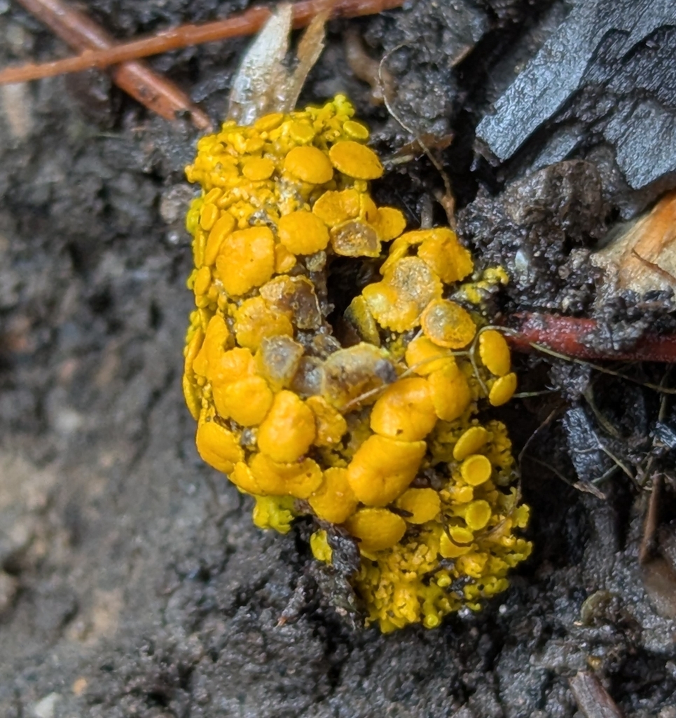 Xanthomendoza sp. 'BC01'