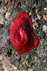 Aulactinia