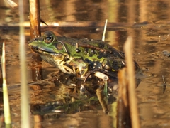 Pelophylax