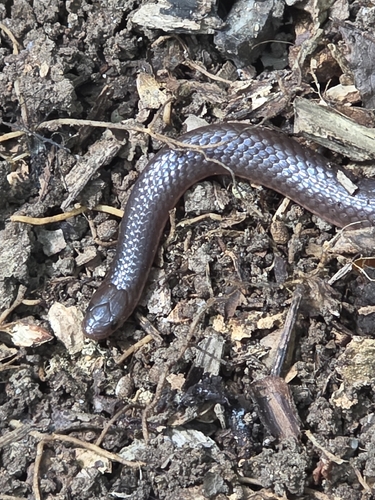 Common Wormsnake