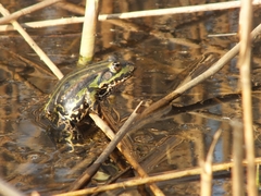 Pelophylax