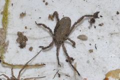 Anelasmocephalus cambridgei