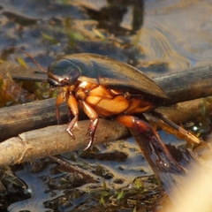 Cybister lateralimarginalis