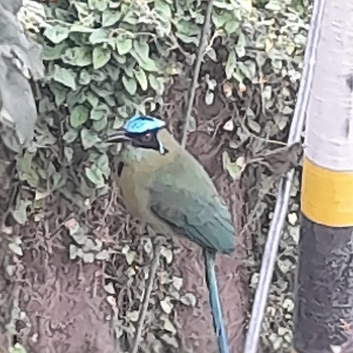 Andean Motmot