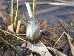 Cybister lateralimarginalis