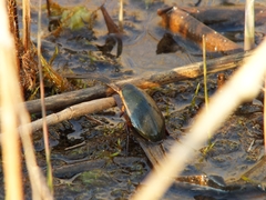 Cybister lateralimarginalis