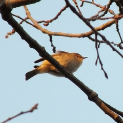 Phylloscopus collybita