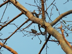 Phylloscopus collybita