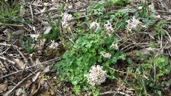 Corydalis triternata