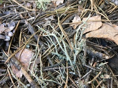 Cladonia subulata