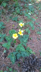 Ranunculus sierrae-orientalis