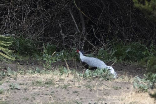 Silver Pheasant (Lophura nycthemera), photo 6