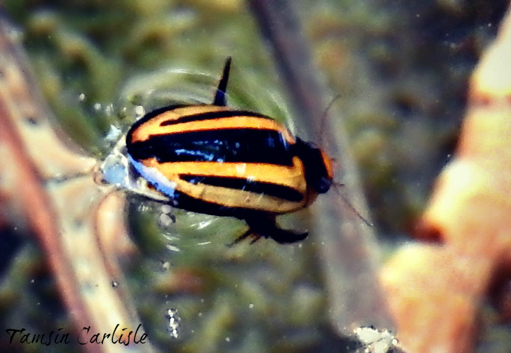 Hydaticus histrio