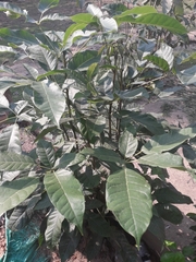 Magnoliopsida