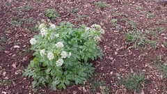 Smyrnieae