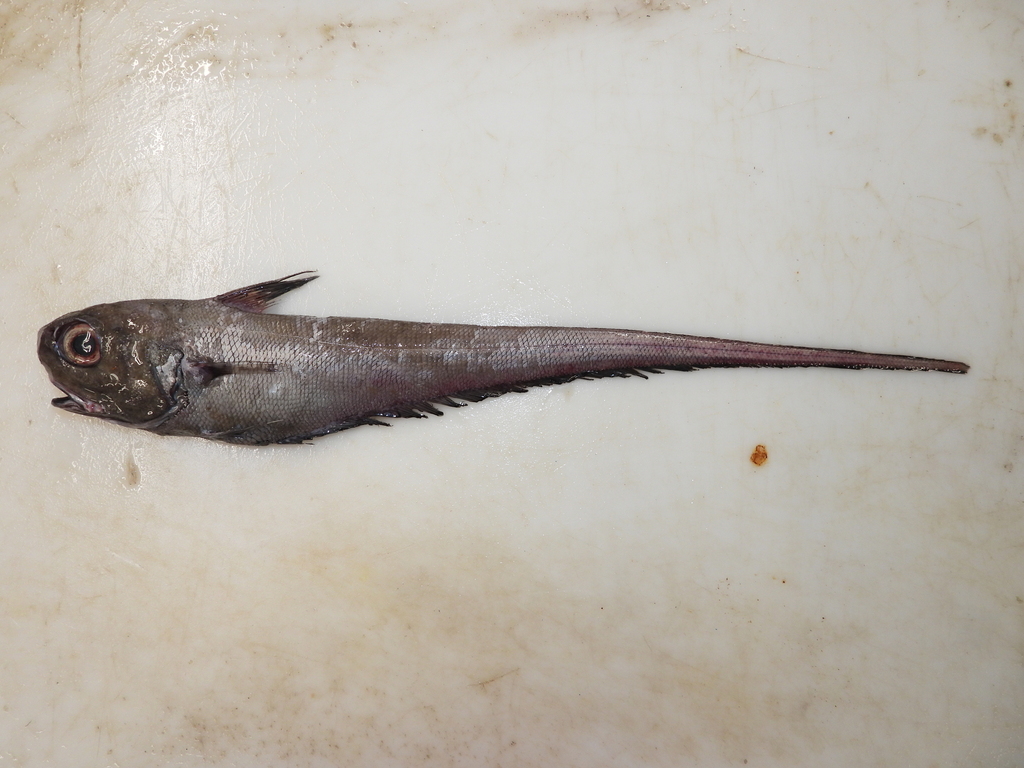 Roundnose Grenadier