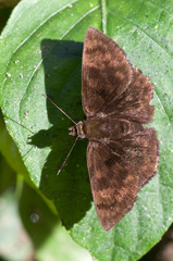 Pachyneuria licisca