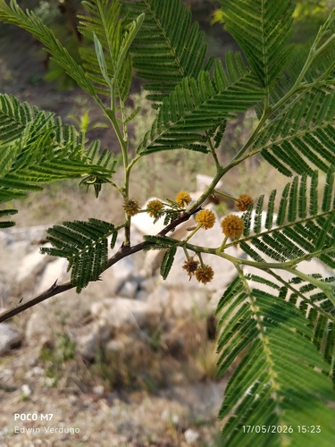 fern-leaf acacia