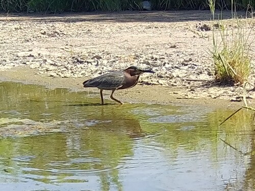 Green Heron photographed in Nevada