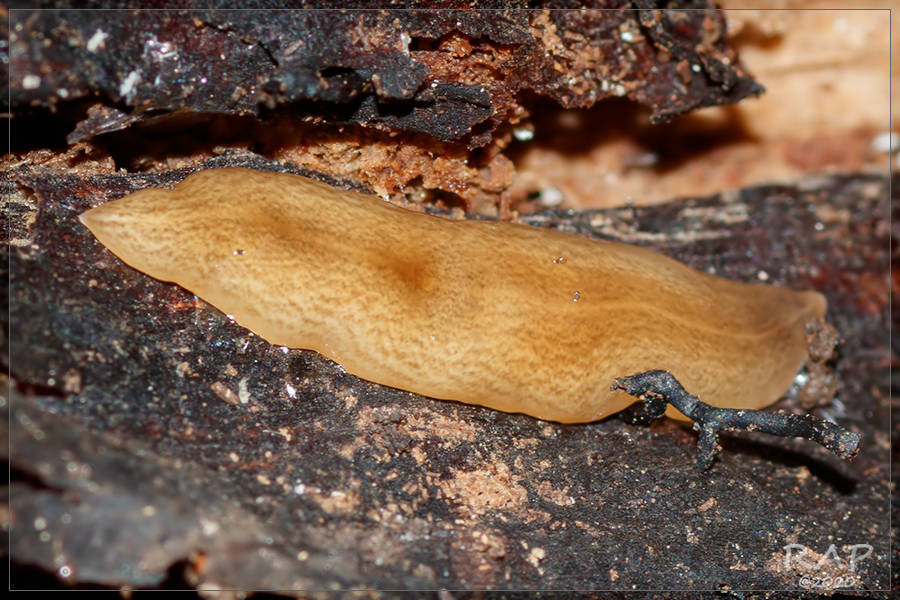 Obama Flatworm, photo 1 of 10