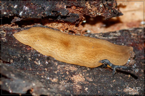 Obama nungara Carbayo, Alvarez-Presas, Jones & Riutort, 2016