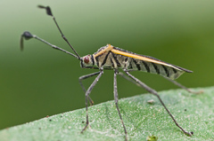 Plapigus circumcinctus