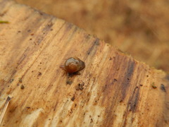 Euconulidae