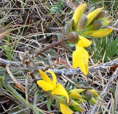 Genista anglica