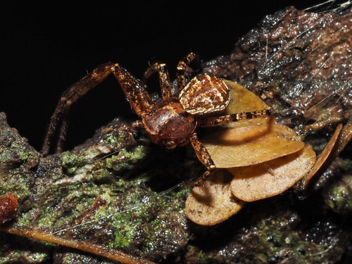 Tan crab spider photo 2