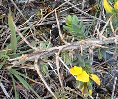 Genista anglica