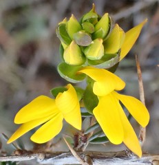 Genista anglica