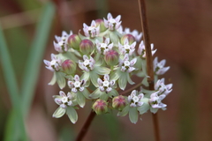 Asclepias michauxii