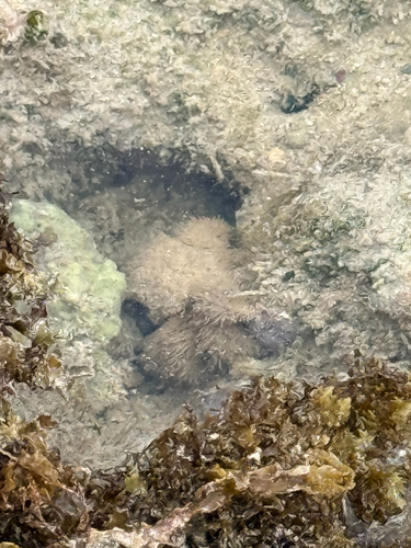 Pilumnus observed 2026-05-17
