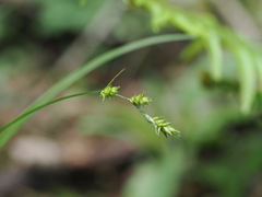 Carex leptopoda, photograph author not stated, no rights reserved